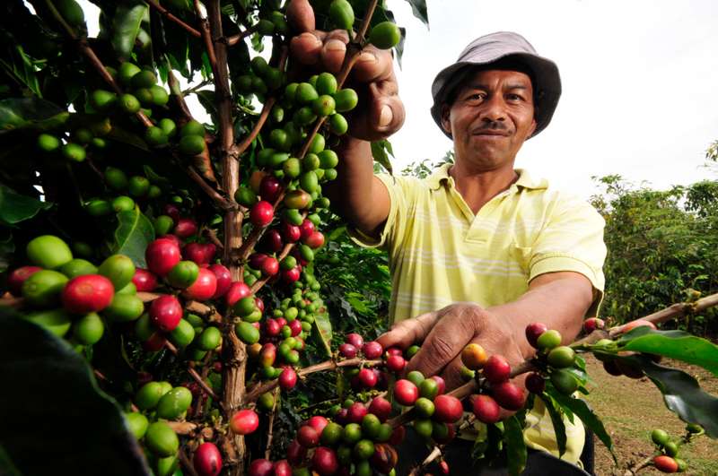 café-Huila
