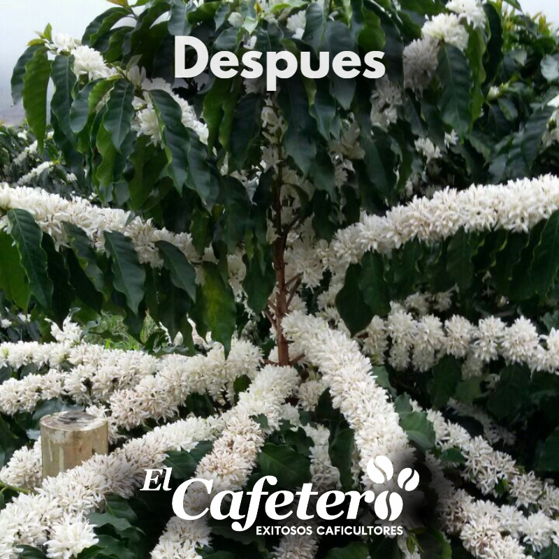 despues